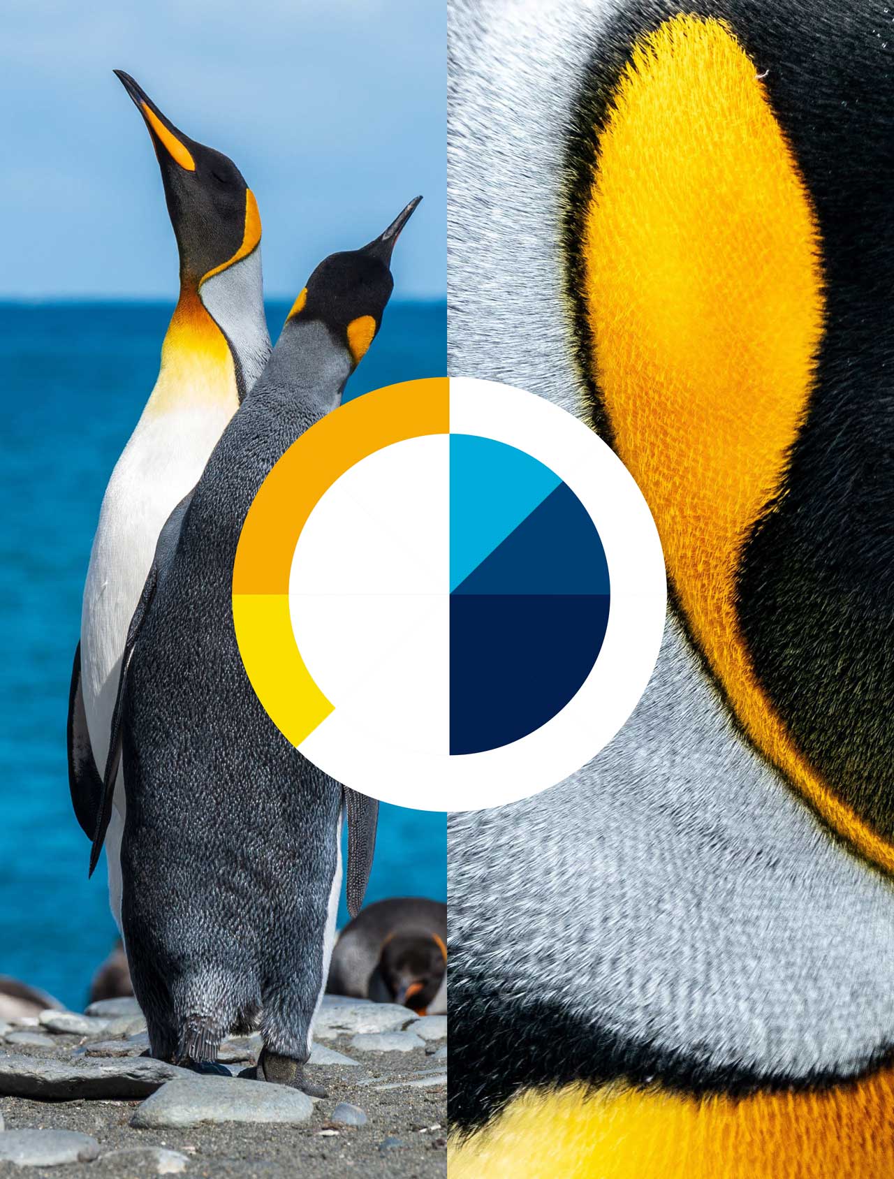The brand colour palette overlayed imagery of penguins